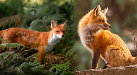 El zorro es considerado uno de los animales más astutos.