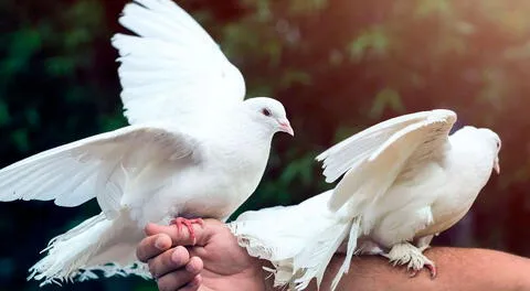 Las palomas blancas son símbolo de paz.