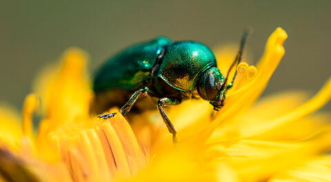 El escarabajo es un insecto lleno de grandes cambios.