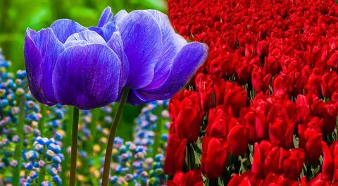 Conoce el significado espiritual de la flor de tulipán.