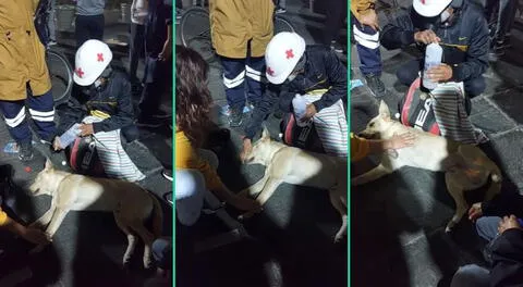 Usuarios agradecieron a los manifestantes por ayudar al perrito.