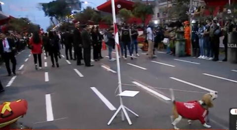 Perrito izando bandera Nacional en la Parada Militar.