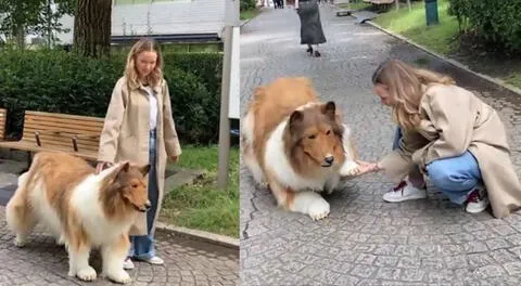 El japones una vez con el traje listo, hizo acciones que hace cualquier perro.