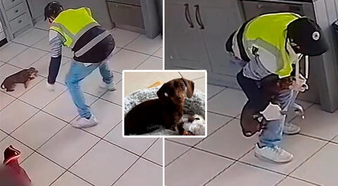 Perro salchicha se enfrentó a ladrón, pero pese a su esfuerzo fue robado en Inglaterra