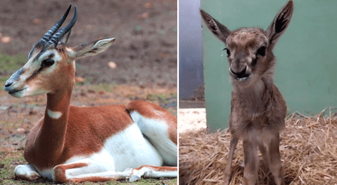 Una gacela nació en un zoo de París, luego de ser declarado extinto de forma natural.