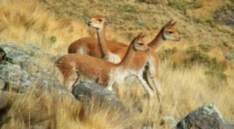 Fiscalía investiga matanza de vicuñas en el Cusco