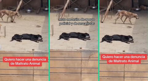 La historia de los perritos fue viral en TikTok.