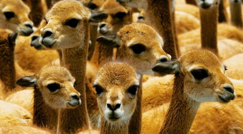 Este asesinato de vicuñas es un atentado contra la ecología peruana.