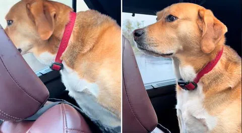 Un perrito se volvió viral al ser captado cambiando de reacción al acudir al veterinario.