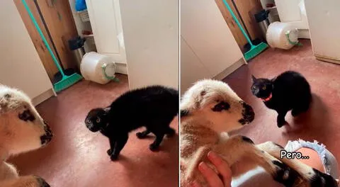 Una gata se volvió viral por su reacción al ver a un cordero bebé