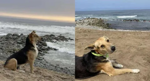 Vaguito, el perro que espera a su dueño frente al mar de Punta Negra todos los días