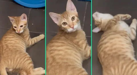 Gatito se desmaya tras escuchar que es adoptadon y es viral en las redes: “La noticia más fuerte que le han dado”