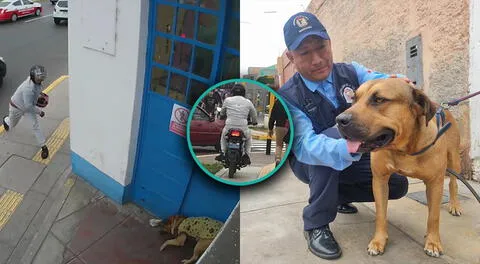 Perro comunitario es atacado por un motociclista en La Perla.