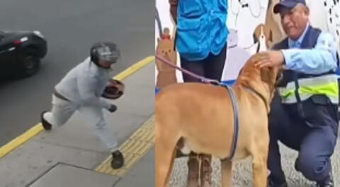 Fiscalía investiga a este sujeto que lanzó una piedra al perrito sereno en La Perla, Callao