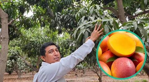 Esta fruta sufrirá cambios negativos en la producción debido a diversos factores.