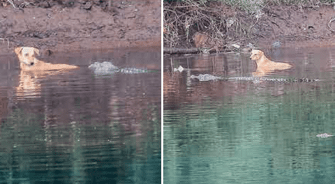 Un can es salvado por un grupo de cocodrilos en India y sorprende a científicos.