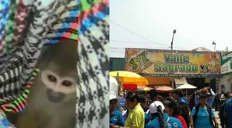El mono estaba siendo ofrecido en el mercado Valle Sagrado de SJL.