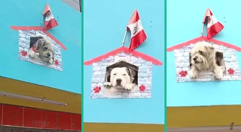 Esta es la peculiar forma de vigilancia de tres perritos en el Callao.