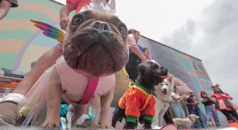 Perros ganadores se llevaron premios durante el concurso de mascotas llamado 'Halloween Canino' en Magdalena.