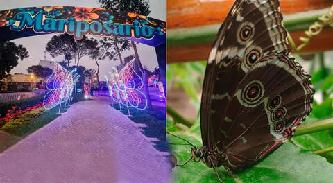 Descubre los aspectos más importantes del mariposario en el Circuito Mágico del Agua.