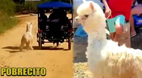 Captan a alpaca bebé siendo maltratada por sus dueños en Tarapoto.