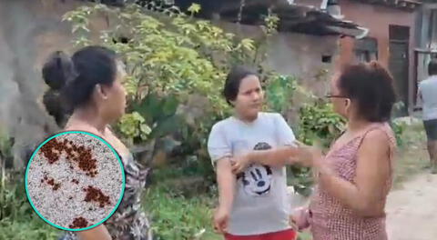 Vecinos de Iquitos denuncian contagio de garrapata entre perros.