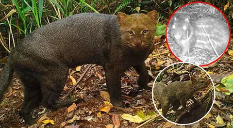 Especies de mamíferos fueron vistas por cámaras trampa instaladas en el Santuario Histórico de Machu Picchu.