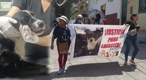 Perrita es víctima de maltrato animal en Moquegua y casi pierde la vida.