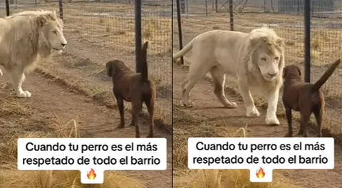 Escena de un perro y un león generó diversas reacciones en usuarios de las redes sociales.