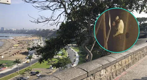 Hombre muere trágicamente al caer de acantilado en Chorrillos, cuando estaba sentado.