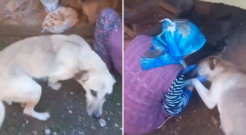 Perrita muestra su agradecimiento a humana por alimentar a sus cachorros