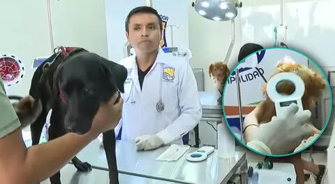 Veterinaria de Lima Sur puso a la venta chips para que tu mascota no se te pierda.