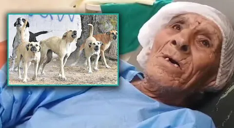 Adulto mayor casi pierde la vida tras ser atacado por varios perros en Ayacucho.