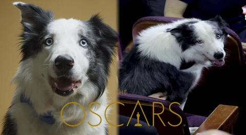 Perrito de ‘Anatomía de una caída’ se luce en los Premios Oscar 2024