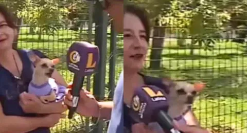 Perrita muerde EN VIVO a reportero de Latina por acercarse a entrevistar a su dueña y es viral en TikTok.