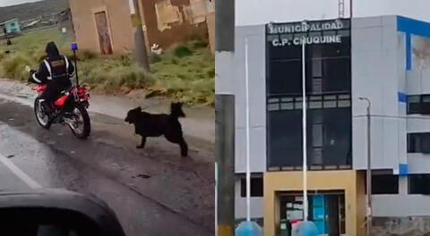 Maltrato animal de sereno en la región de Puno.