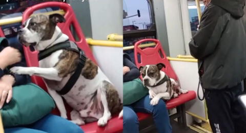 Perrito enternece al ocupar un asiento en bus, pero en redes sociales critican al dueño.