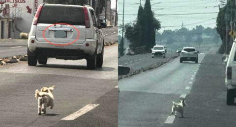 Perrito persigue a sus dueños que lo abandonaron en plena carretera y escena es viral en redes sociales.