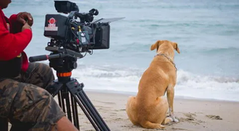 Película nacional "Vaguito" ayudará a perritos abandonados