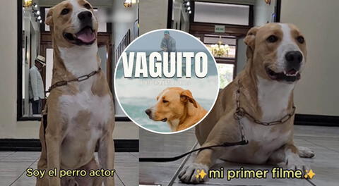 Película Vaguito: Conoce la historia del perro actor que interpreta al hachiko peruano.