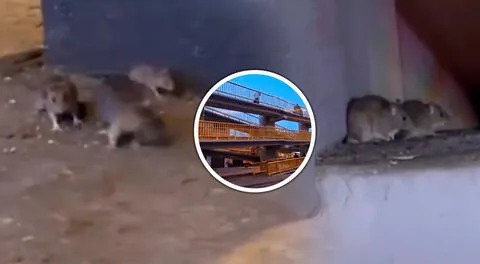 El puente Cayetano Heredia se ha convertido en un nido de ratas.