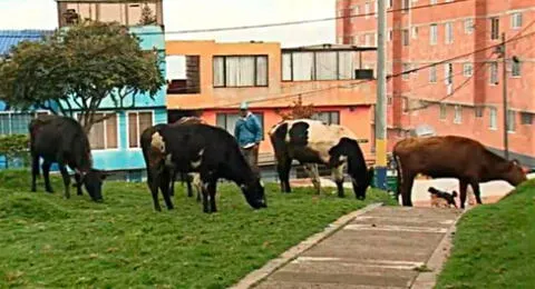 Familia vive con 29 vacas dentro de su casa en Bogotá.