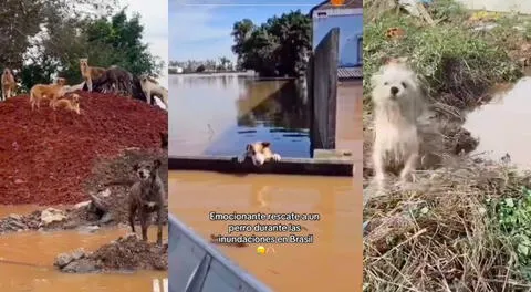 Perros fueron rescatados tras estar abandonados en inundaciones.