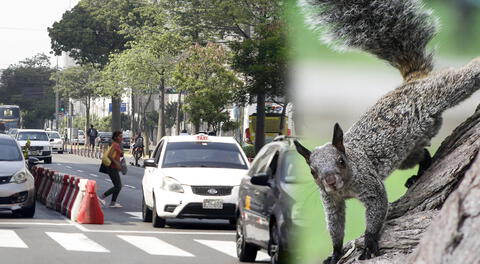 Ardillas invaden Lima Metropolitana y conviven con las personas.