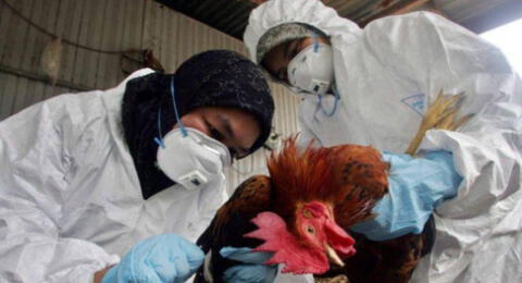 OMS confirma la primera muerte humana en el mundo por gripe aviar A H5N2 en México.