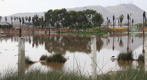 Un feto es hallado en un basural de los Pantanos de Villa El Salvador.