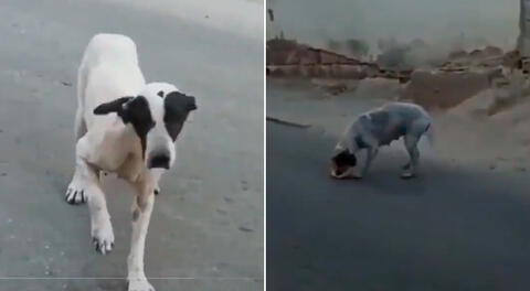 Una perrita engañó a todos con una cojera.