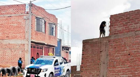 Perro avisó con sus ladridos a los vecinos de Juliaca sobre el cadáver de su dueño.