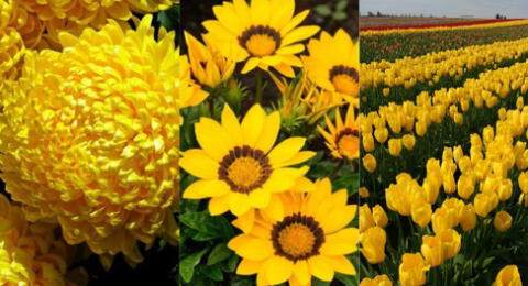 Conoce los tipos de flores amarillas que puedes regalar este 21 de septiembre a esa persona.