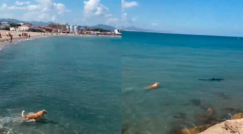 Perrito decidió perseguir a un tiburón en pleno mar.